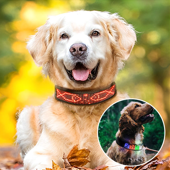 Collier lumineux chien- Bluetooth