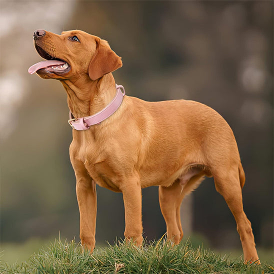 Collier chien cuir - Cuir robuste