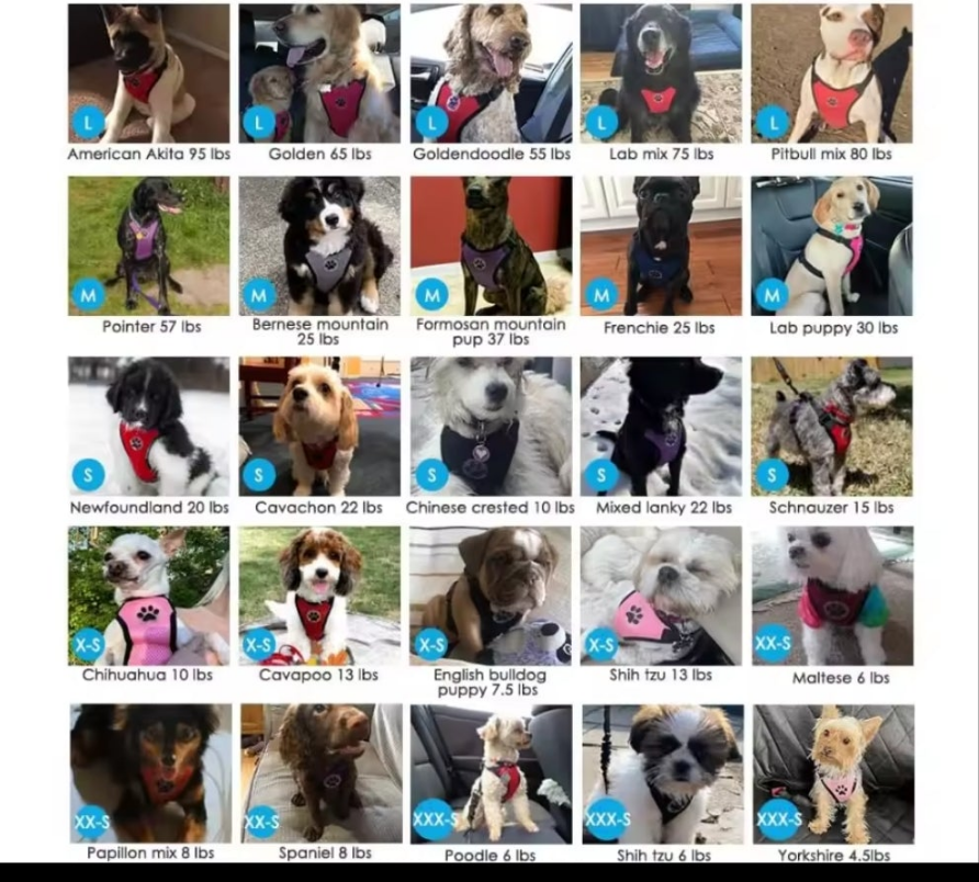 Laisse pour chien- Duo auto Pratico