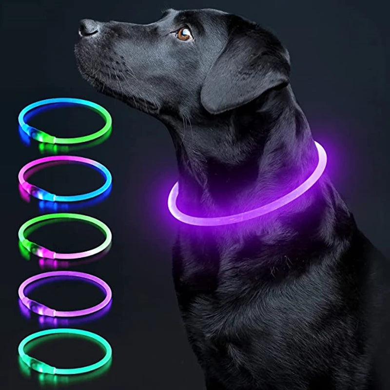 Collier chien lumineux- Led Luminous