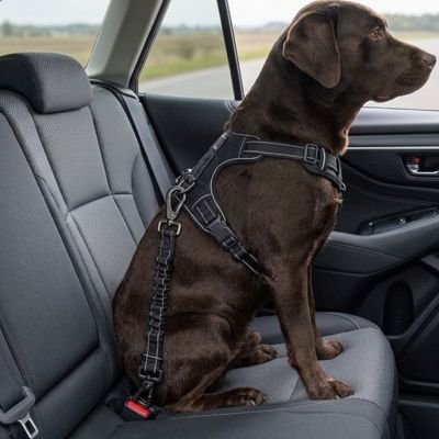 Ceinture de sécurité pour chien