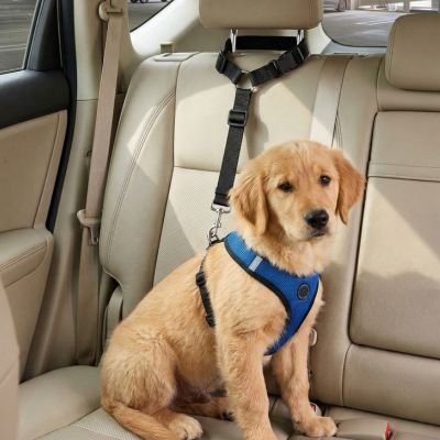 Ceinture de sécurité pour chien | Confort Optimal - Le Chihuahua Voyageur