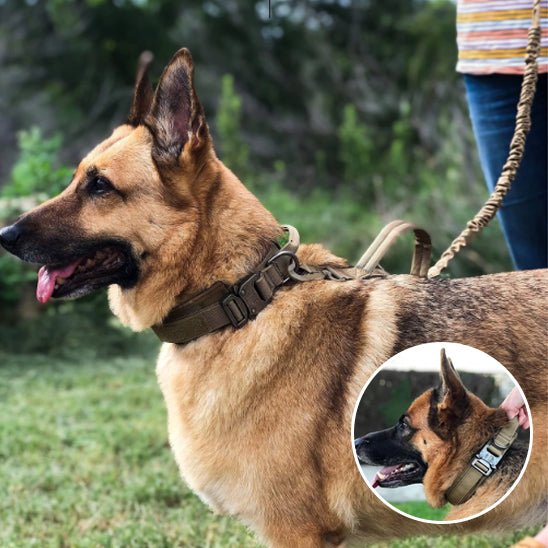collier chien - tactique - Le Chihuahua Voyageur