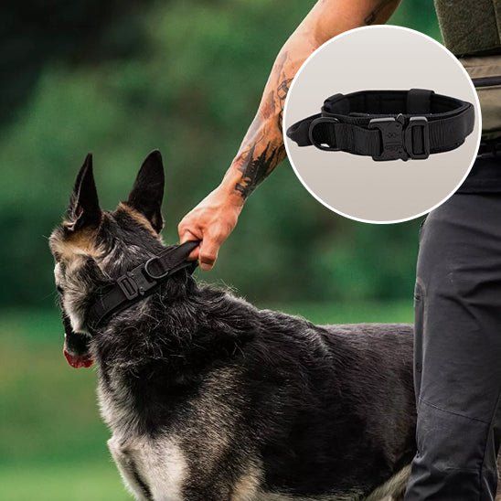 collier chien - tactique - Le Chihuahua Voyageur