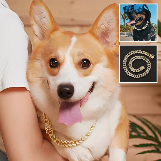 Collier pour chien - Pure Diamants - Le Chihuahua Voyageur