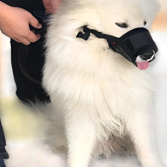 Muselière chien- Souple en maille* Violet