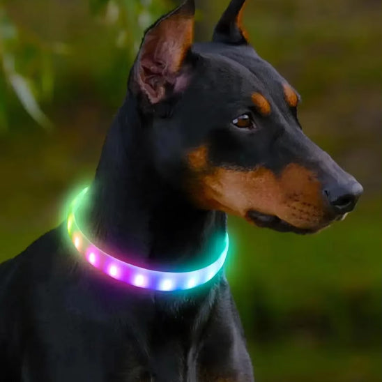 Collier lumineux chien-Led couleur