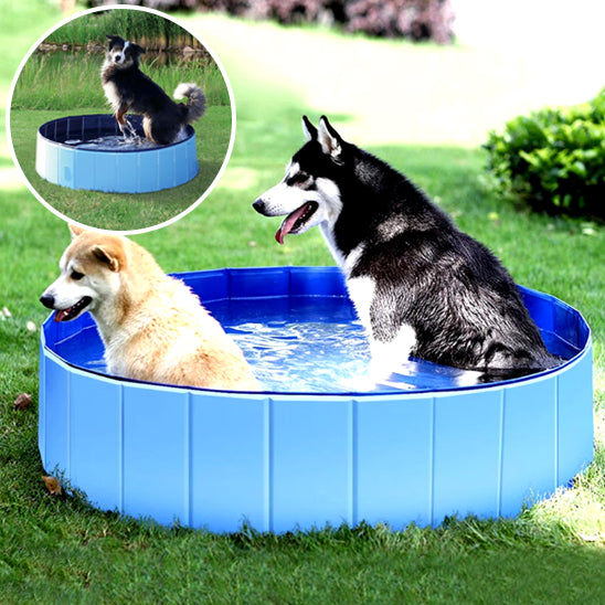 piscine-pour-chien-large