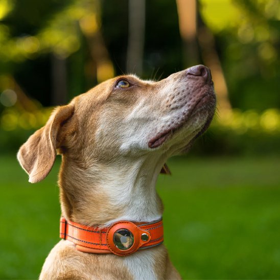 Collier GPS chien | Ultra-Précis
