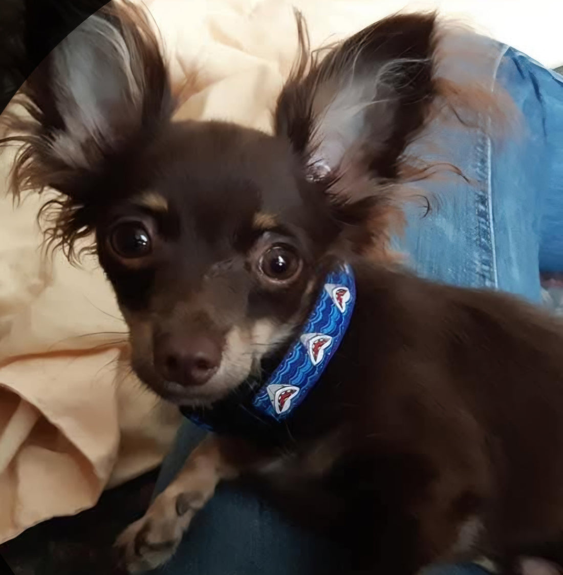 collier chien-meilleurs choix, entretiens et durabilité adapté pour votre chien