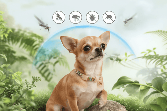 Collier anti puce chien - Le Chihuahua Voyageur