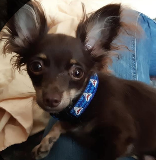 collier chien-meilleurs choix, entretiens et durabilité adapté pour votre chien - Le Chihuahua Voyageur