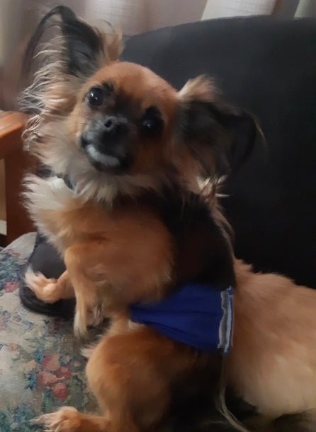 Couche chien - Le Chihuahua Voyageur