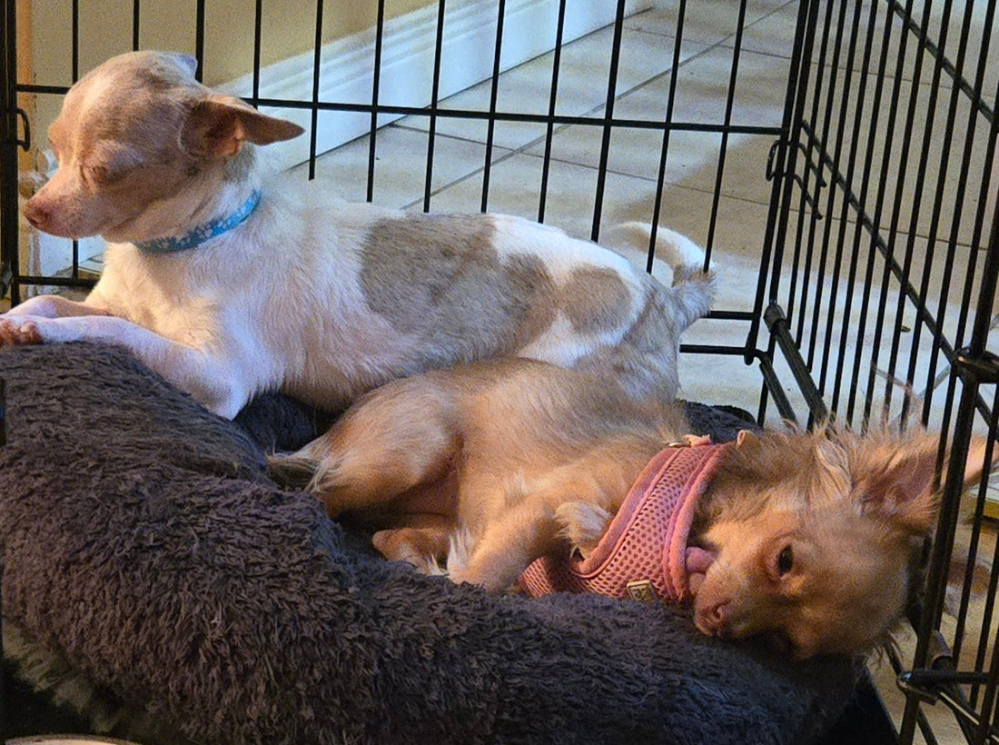 Harnais chien-Choisir selon son chien et activités conseil des experts - Le Chihuahua Voyageur