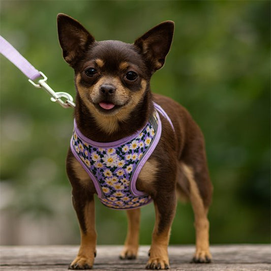 Harnais pour petit chien: Comment Choisir le Meilleur Équipement - Le Chihuahua Voyageur