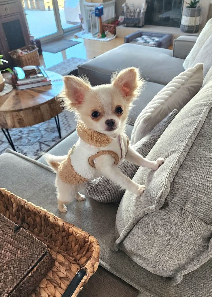 Manteau pour chien: La protection essentielle contre le froid - Le Chihuahua Voyageur