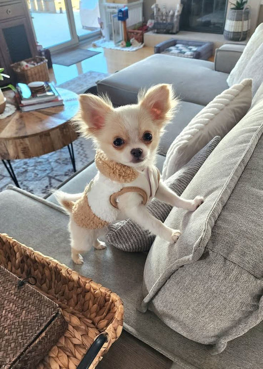 Manteau pour chien: La protection essentielle contre le froid - Le Chihuahua Voyageur