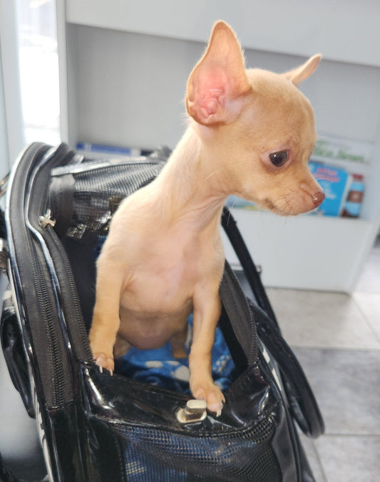 Sac de transport chien : Guide complet pour voyager avec votre compagnon - Le Chihuahua Voyageur