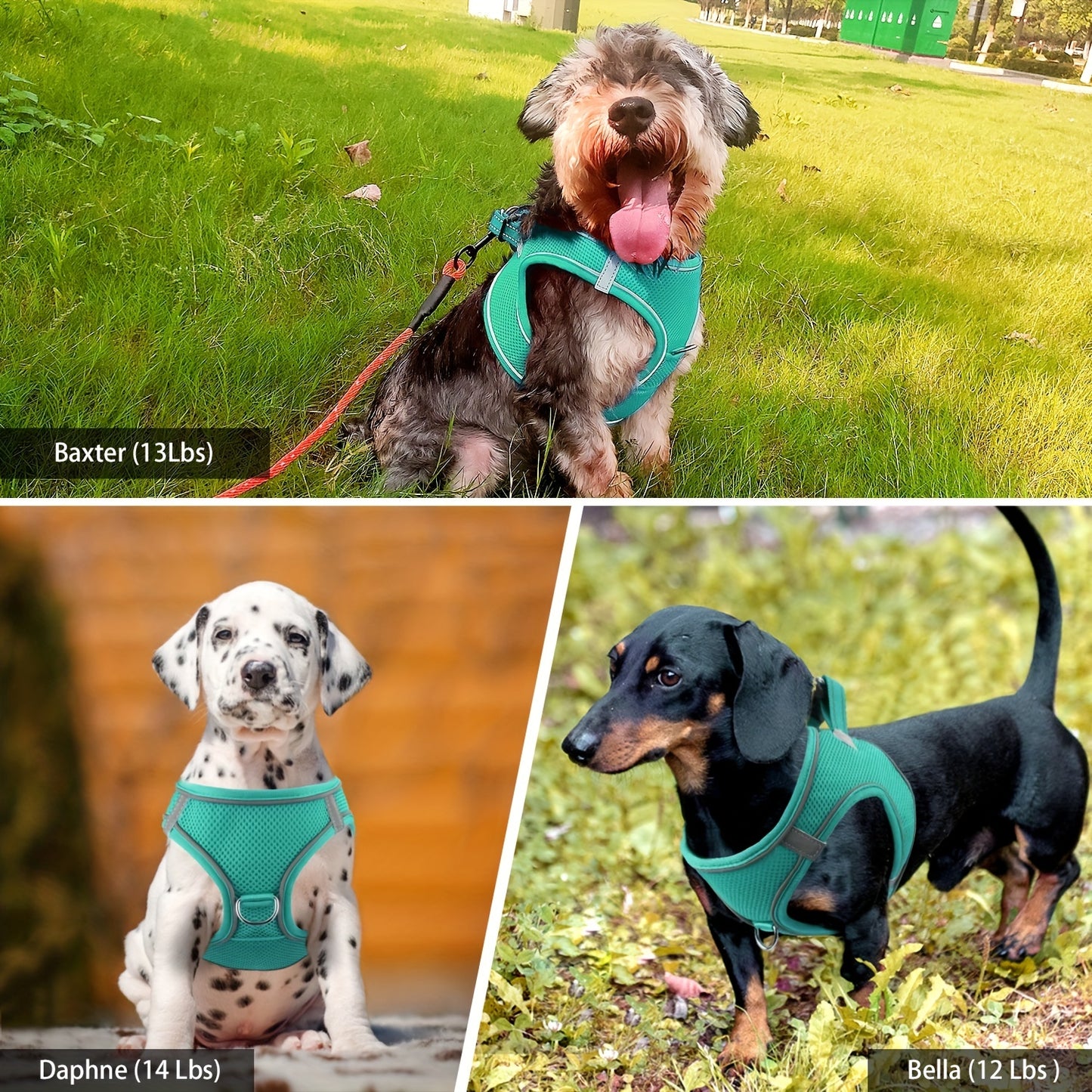 Laisse pour chien- Joytale Reflective Laisse- Harnais