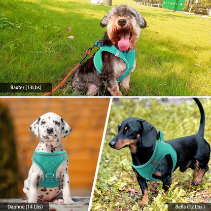 Laisse pour chien- Joytale Reflective Laisse- Harnais