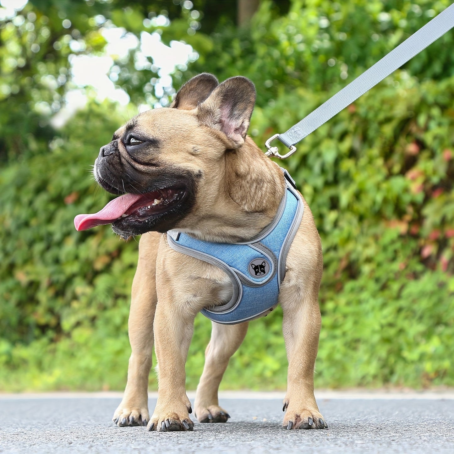 Laisse de chien- Bulldog Laisse- Harnais pour chien