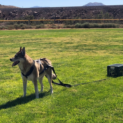 Harnais chien decathlon- Dog Traction Training