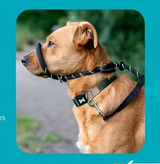 Muselière Anti-Traction | ComfortWalk