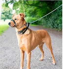 Muselière Anti-Traction | ComfortWalk