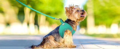 Laisse pour chien- Joytale Reflective Laisse- Harnais