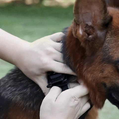 collier chien-tactique