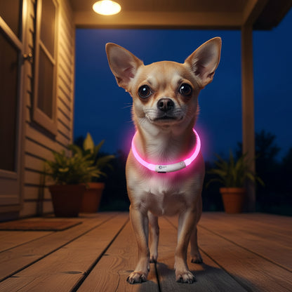 Chien collier lumineux | LED Rechargeable 360° chihuahua