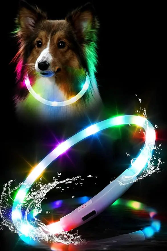 Chien collier lumineux | LED Rechargeable 360° colley