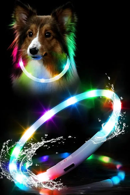 Chien collier lumineux | LED Rechargeable 360° colley
