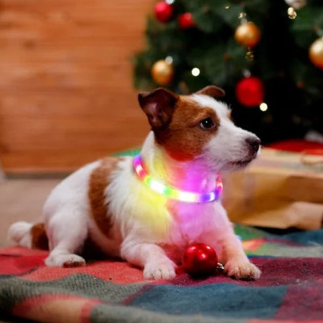 Chien collier lumineux | LED Rechargeable 360° festif