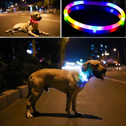Chien collier lumineux | LED Rechargeable 360° labrador