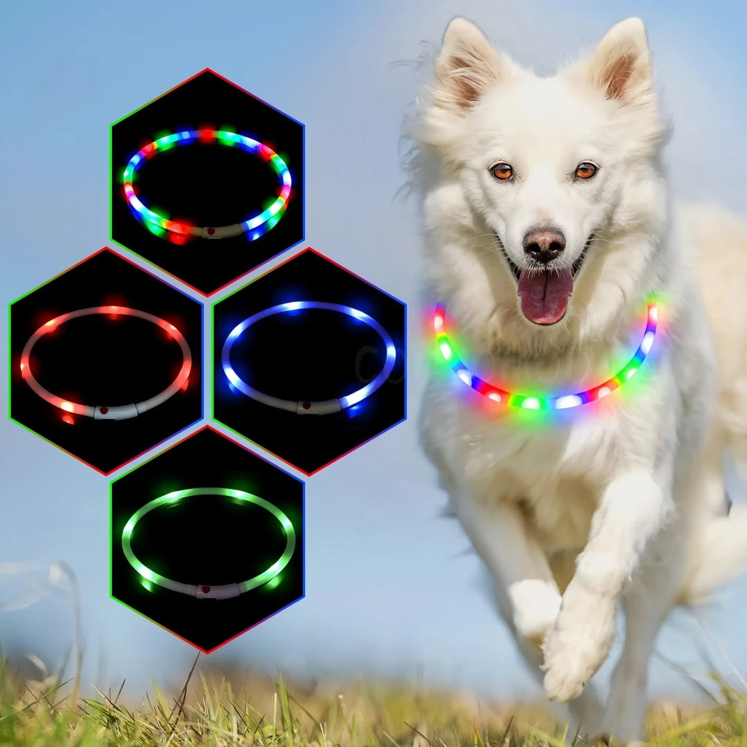 Chien collier lumineux | LED Rechargeable 360° robuste