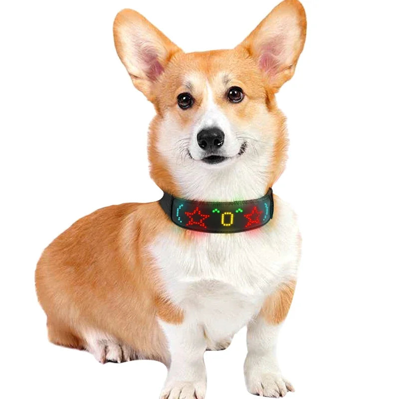 Chien collier lumineux | SafePet 4