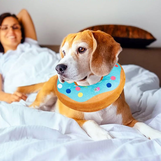 La Protection Collerette chien- Beignets protecteur