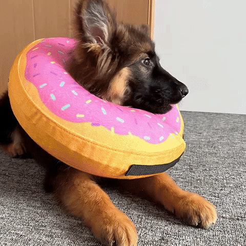 La Protection Collerette chien- Beignets protecteur