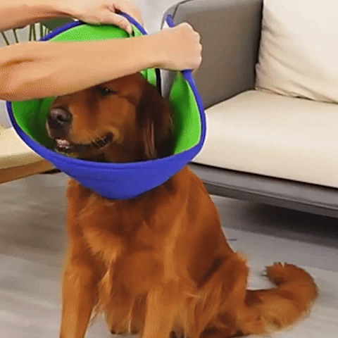 La Protection Collerette chien- Conique réglable
