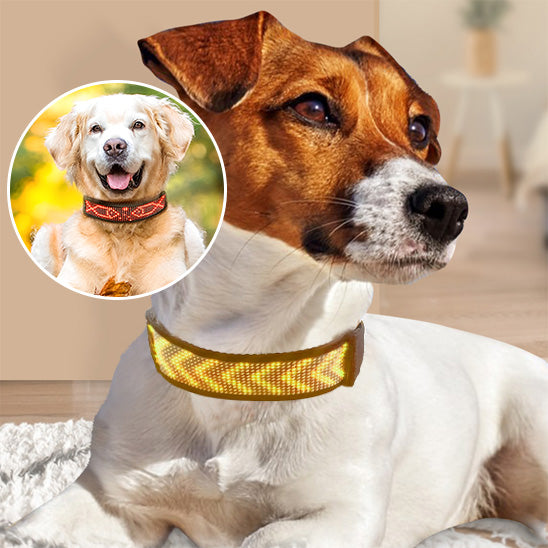 Collier lumineux chien- Bluetooth