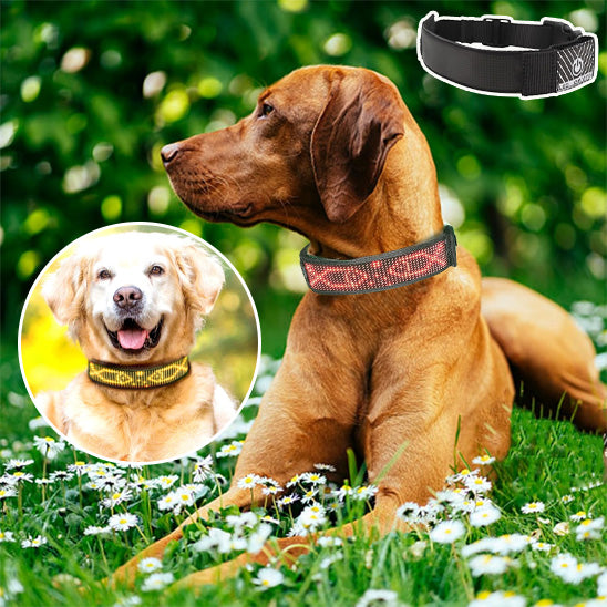 Collier lumineux chien- Bluetooth