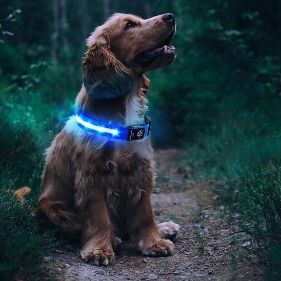 Collier GPS chien | TrackPet 2