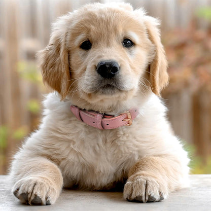 Collier chien cuir - Cuir robuste