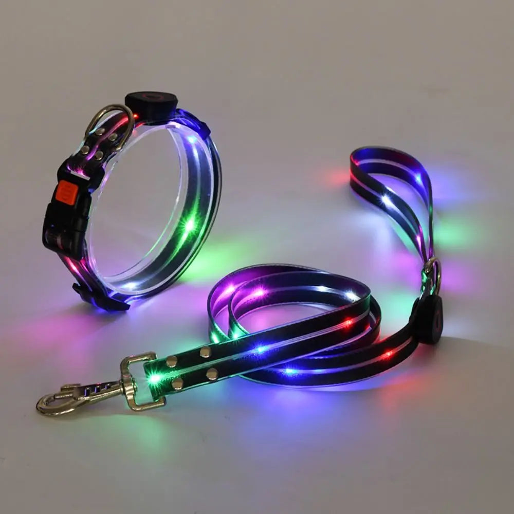 Collier lumineux pour chien | NightGuard 4
