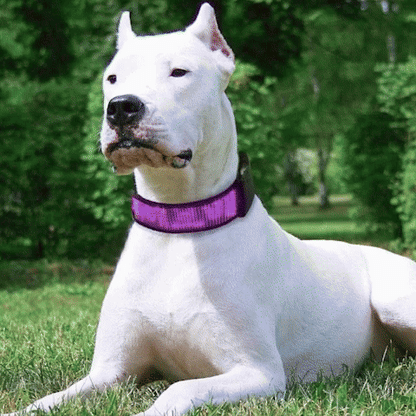 Collier lumineux chien- Bluetooth