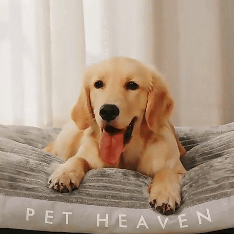 DogBedWashableKennel