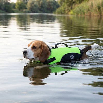 Gilet de sauvetage Chien | Flottabilité Optimale