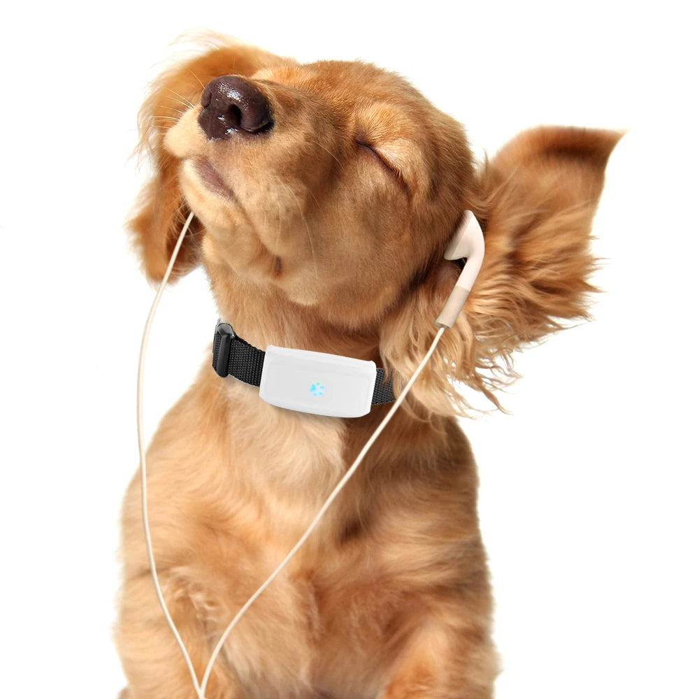 Collier gps pour chien- TKSTAR Mini GPS 2G