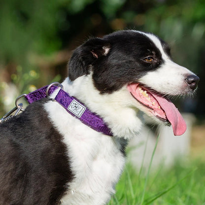 Collier de dressage pour chien- TRUELOVE P-chain